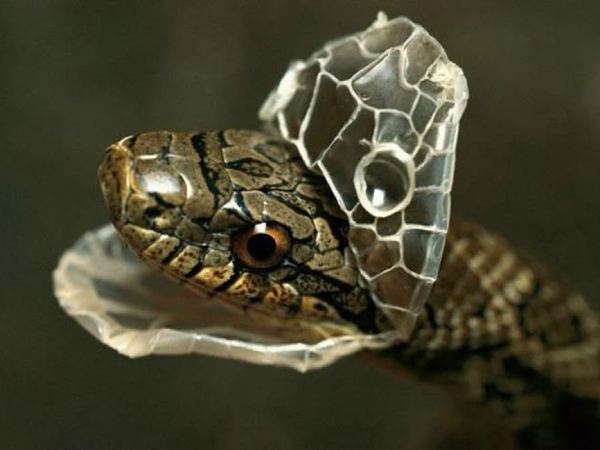 Nằm mơ thấy rắn lột xác là điềm gì, có ý nghĩa gì ẩn sâu?