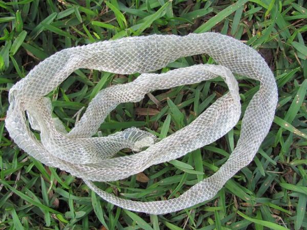 Chiêm bao thấy rắn lột xác bên đường