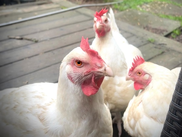 Khám phá nằm mơ thấy 3 con gà là điềm gì, lành hay dữ?