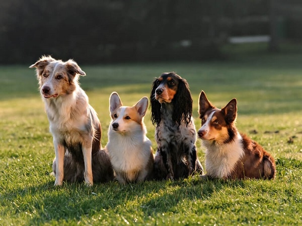 Nằm mơ thấy 4 con chó có mang tới vận may tài lộc?