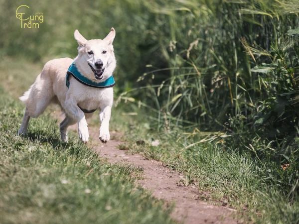 Giải mã nằm mơ thấy chó trắng quấn quýt chạy vào nhà