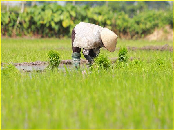 Nằm mơ đi cấy là điềm gì và chọn con số gì vượng phát?