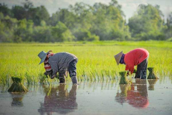 Mơ thấy đi cấy nhưng lúa bị chết hoặc héo úa