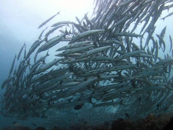 Chi tiết nằm mơ thấy nhiều cá là điềm gì, số nào may mắn?