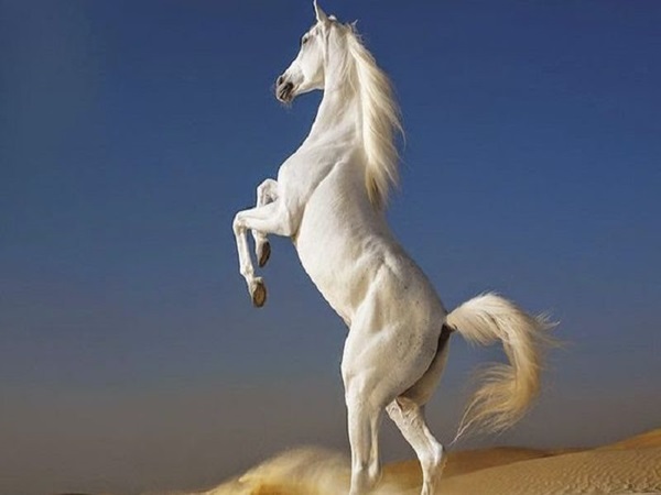 Tử vi tuổi Ngọ ngày 19/12/2025, bật mí con số may mắn tuổi Ngọ