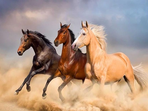 Con số may mắn tuổi Ngọ 19/12/2025 mang vận may đại cát