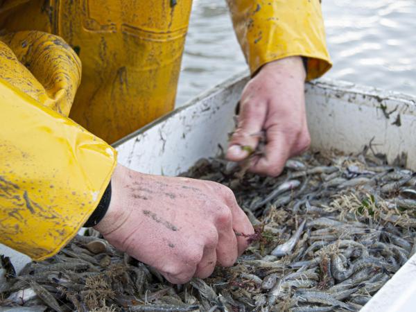 Khám phá nằm mơ thấy bắt tôm là điềm gì, con gì may mắn?