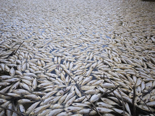 Giải mã chi tiết nằm mơ thấy cá chết là điềm gì, số mấy?