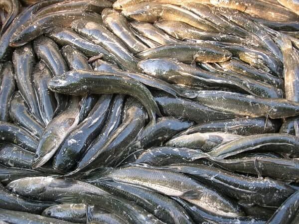 Luận giải nằm mơ thấy cá lóc là điềm gì, số nào may mắn?