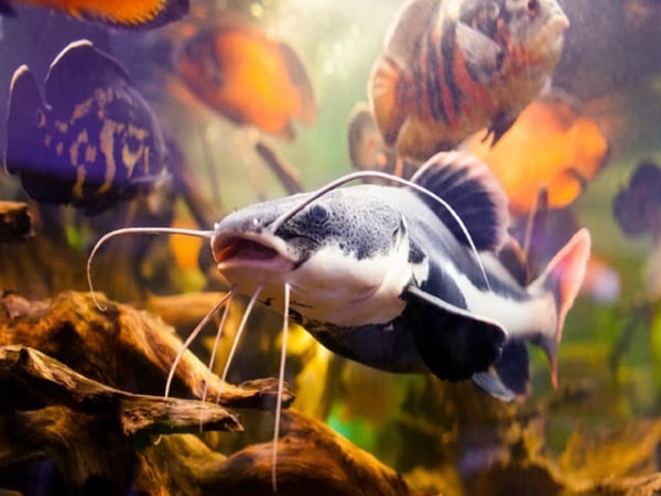 Giải mã nằm mơ thấy cá trê là điềm gì, số nào vượng phát?