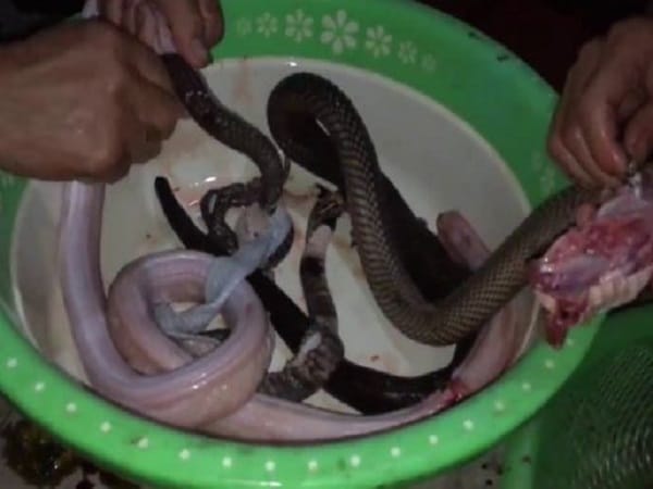 Chiêm bao thấy ăn thịt rắn