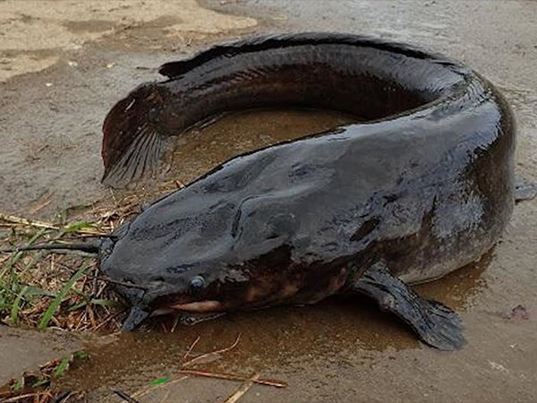 Cá trê số mấy, nằm mơ thấy cá trê là điềm gì, hên hay xui?