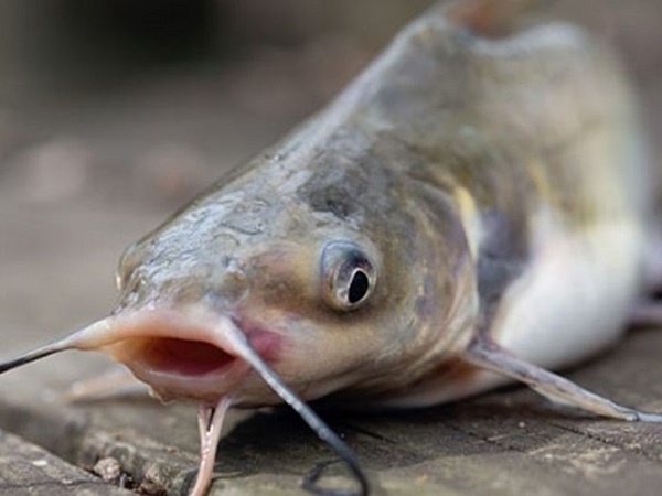 Cá trê số mấy, nằm mơ thấy cá trê là điềm gì, hên hay xui?