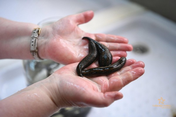 Nằm mơ bị đỉa cắn là điềm gì? Sắp có biến lớn thật không?