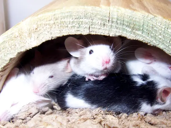 Lý giải ý nghĩa nằm mơ thấy nhiều chuột có số gì may mắn?