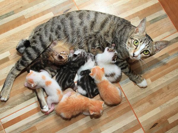 Giải mã nằm mơ thấy mèo đẻ là điềm gì, số mấy lộc phát?