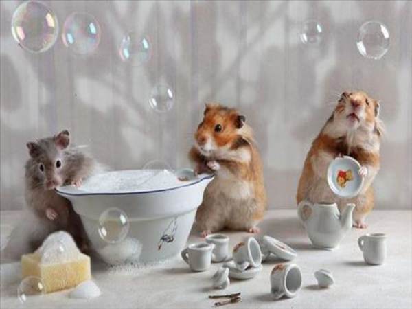 Bật mí chuột con là số mấy? Khám phá ý nghĩa đầy bất ngờ