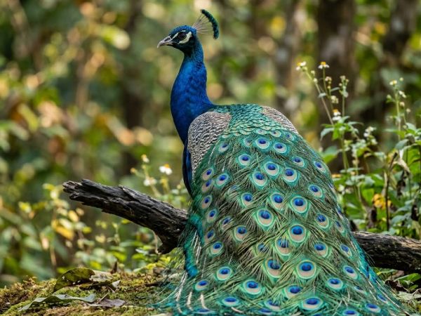 Con công số mấy ý nghĩa theo quan niệm dân gian