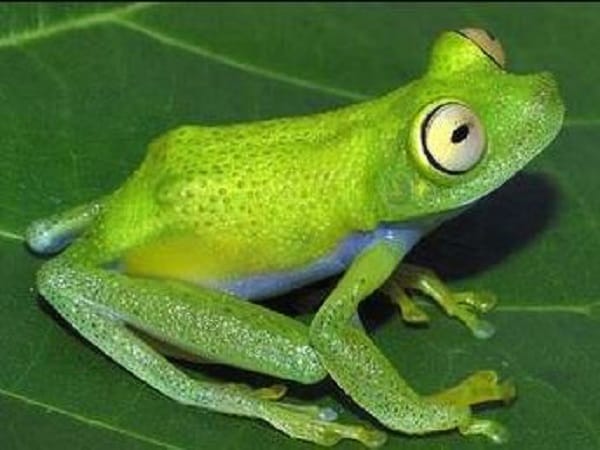 Bật mí con nhái số mấy và con số liên quan đến con nhái