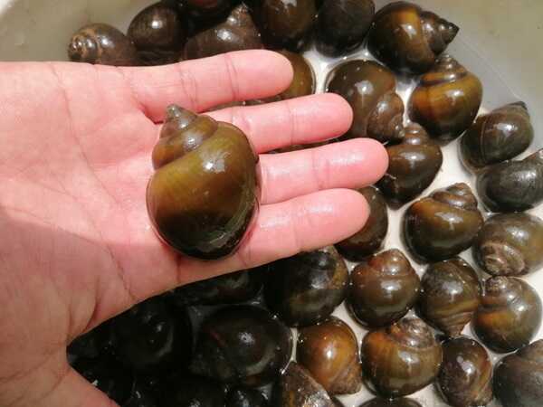 Con ốc số mấy nằm mơ thấy con ốc có số nào may mắn?