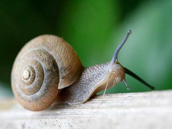 Nằm mơ thấy con ốc đánh con gì trúng thưởng?