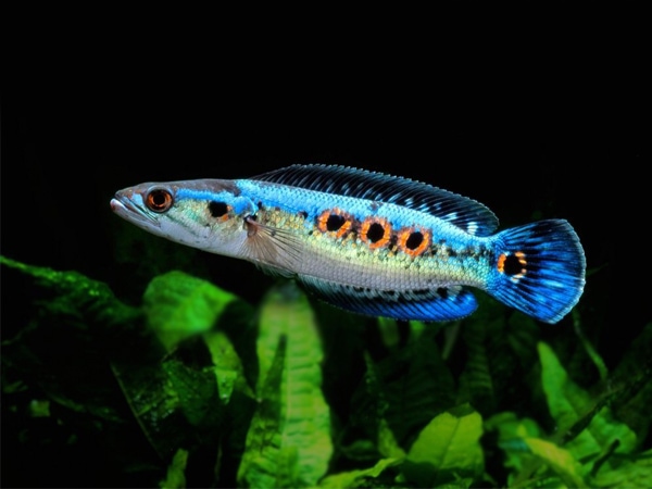 Con cá lóc số mấy, mơ thấy cá lóc báo điềm tốt hay xấu?