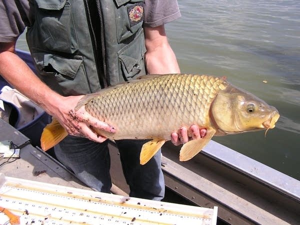 Cá chép số mấy, giấc mơ thấy cá chép là điềm hên hay xui?