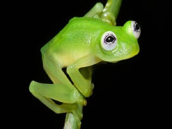 Ý nghĩa biểu tượng của con nhái trong đời sống