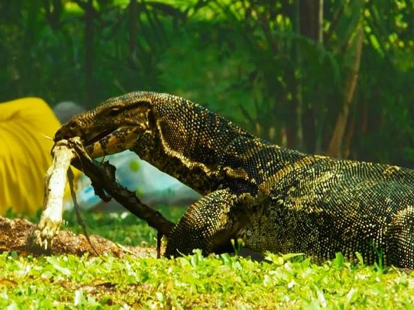 Luận giải con kỳ đà số mấy, số gì giúp kích tài đón lộc?