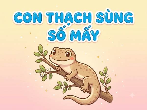 Tìm hiểu con thạch sùng số mấy, số bao nhiêu tăng vận khí